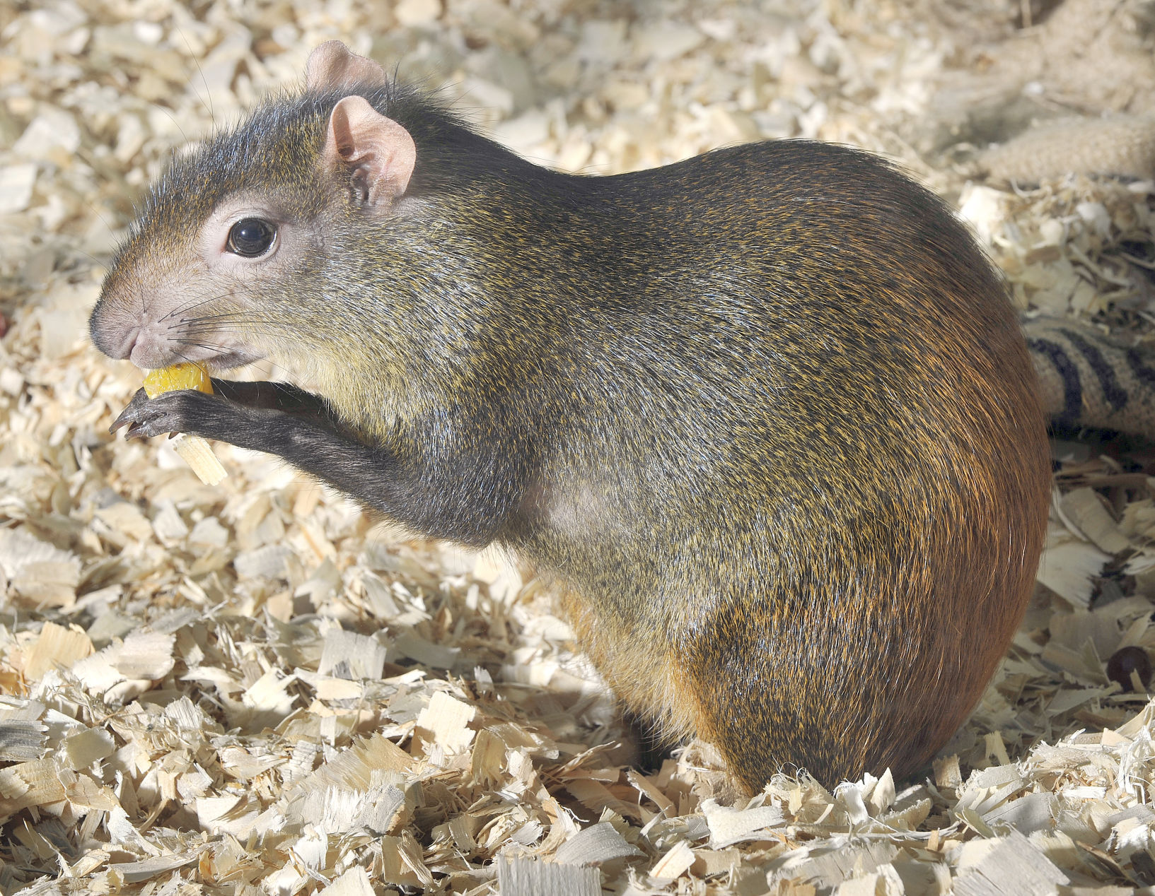 Agouti